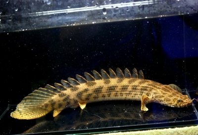 Po.デルヘッジ ショート個体 極美バンド 約21センチ ＡＱＵＡＬＩＫＥ イーストアフリカ