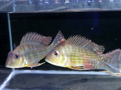 ティランのクロミス マクリケプス 9-10㎝ ドイツ産 写真個体販売 在庫1