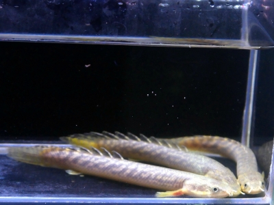 大特価 ワイルド ポリプテルス パルマス ±18cm(Ｆ)【1匹】[熱帯魚][古代魚・大型魚] イーストアフリカ