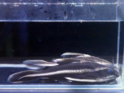 フォーバー ダトニオ 14cm ぐらい アロワナ 古代魚 スネークヘッド