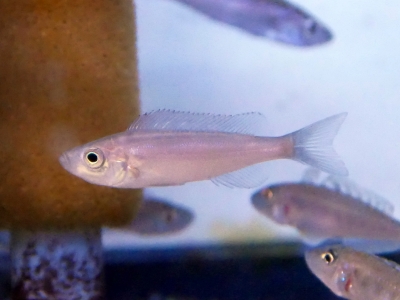 アフリカン シクリッド(上)、西アフリカ産 シクリッド（下）東