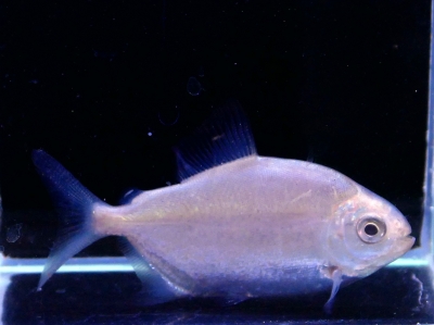 インペリアルゼブラプレコ 雌