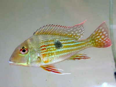 キクラオセラリス 2匹 極美タイガーオスカー1匹 引き取り希望