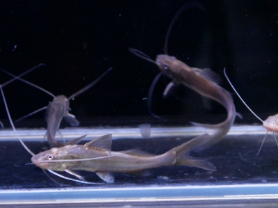 バンデッドホプロ　”ペルー”　15-16cm イーストアフリカ