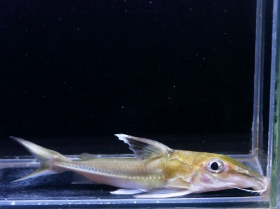 待望のチャンナ，フェスティバル開催！WILD　チャンナ・Ｓｐ　スピアーノーズ　　20cm± ひごペットコロワ甲子園店インドゼブラブレニー、ミツボシゴマハゼ