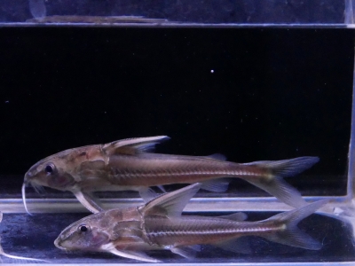 バンデッドホプロ　”ペルー”　15-16cm イーストアフリカ