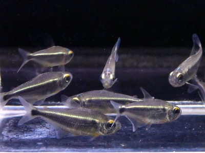 超稀少★15A ブラジル産「天使のはしご」エンジェル ラダー クォーツ ブレスレット 15mm 水晶 クレパスキュラークォーツ【278L 超稀少☆15A ブラジル産「天使のはしご」エンジェル ラダー クォーツ