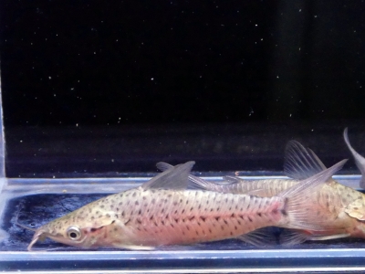 バンデッドホプロ　”ペルー”　15-16cm イーストアフリカ