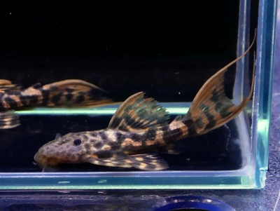 レア！！■メニースポットナイフ・ショートボディ■191028-3-1