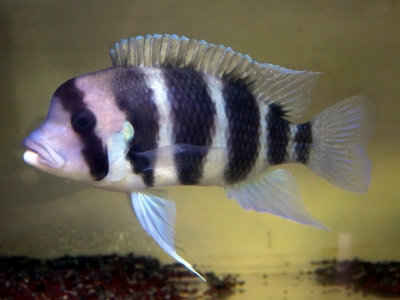 キフォティラピア　ギベローサ【ザイールモバ】７ｃｍ前後 １匹 即決価格！１点物！ヤマト運輸 送料８０サイズ キフォティラピア・ギベローサの飼育・繁殖情報 \u2013 アクアトーチ