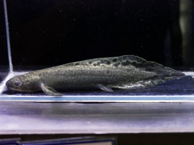 特価！！　ゴールデンアイスポットＳＰ　２２ｃｍ セール商品 | フィッシング叶