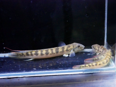 バンデッドホプロ　”ペルー”　15-16cm イーストアフリカ