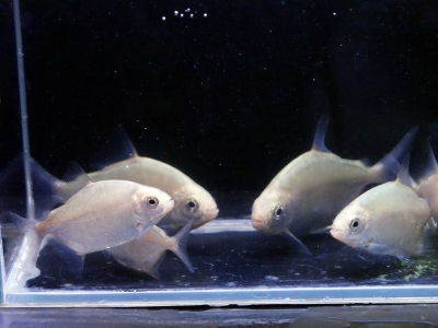 レア！！■メニースポットナイフ・ショートボディ■191028-3-1