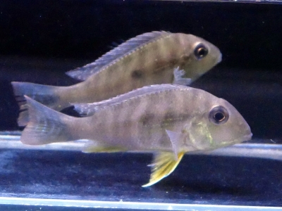 稚魚幼魚いろいろ（発送日８／１限定） 三卯養魚場 金魚・らんちゅう飼育器具販売