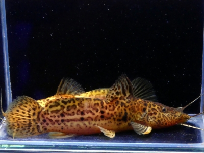 レア！！■メニースポットナイフ・ショートボディ■191028-3-1