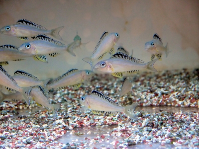 アフリカンシクリッド | イーストアフリカ