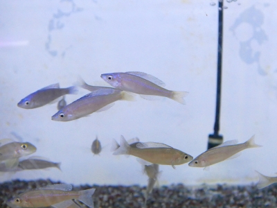 アフリカンシクリッド | イーストアフリカ