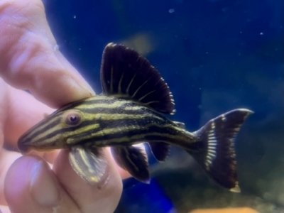 淡水エイの種類と飼育方法｜値段や大きさ、寿命、混泳は？ - WORIVER