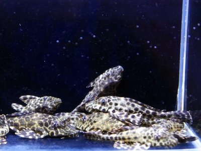 キクラフォーゴ27cm± キクラフォーゴ27cm±