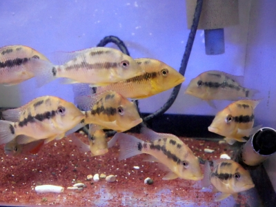 大阪府のその他 ダトニオ5匹 ゲオファーガス2匹 エンドリケリー1匹 