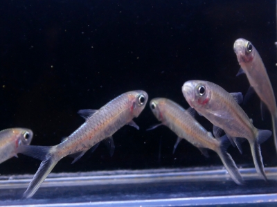 熱帯魚入荷情報 | イーストアフリカ