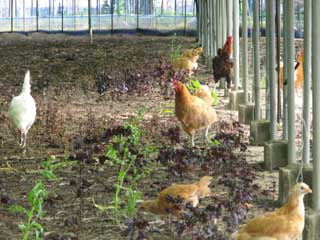 葡萄のハウスでニワトリを飼ってる･･･ | 倉吉ブログ★
