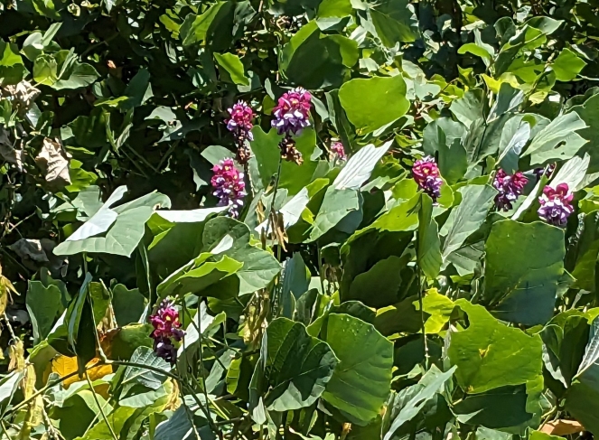 葛の花 | 5俳1僧3テニス