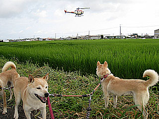 ヘリコプターが超低空飛行!!! | ボクは山陰柴犬のリキです