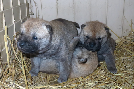 3兄弟も生後３週