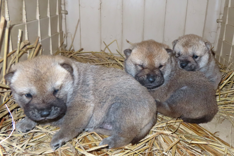 大きくなった3兄弟