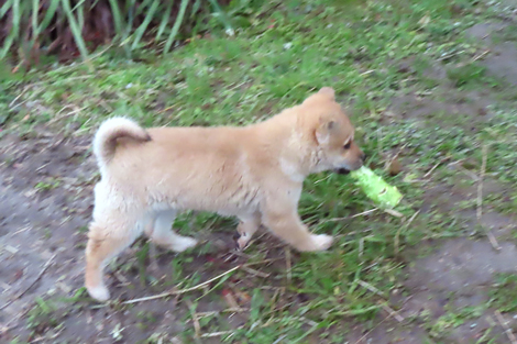 お母さんと大根をかじる