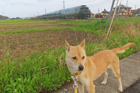 ユズと瑞風