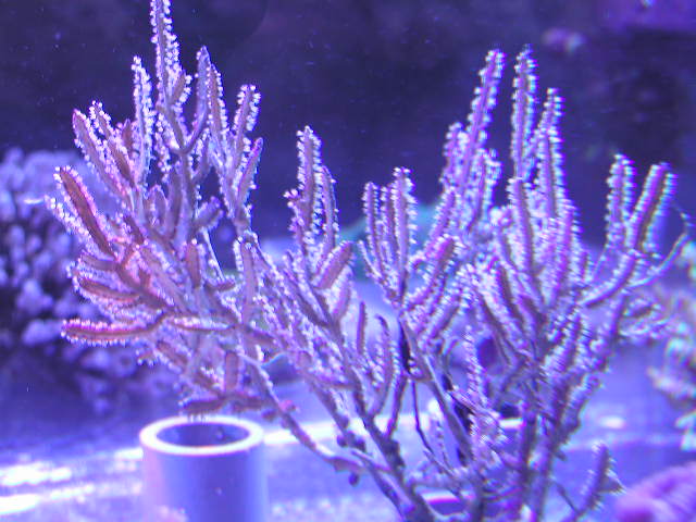 オススメ！！サンゴのご紹介です。 | イーストアフリカ 海水魚/無脊椎