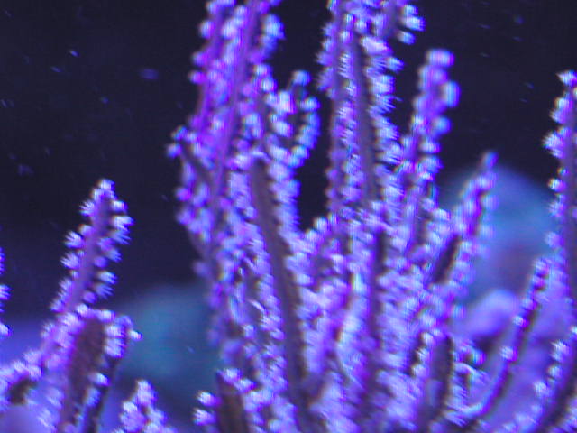 深海松のサンゴ Yahoo!オークション - 希少価値 コレクション 海松 深海松 宝石珊瑚 レ