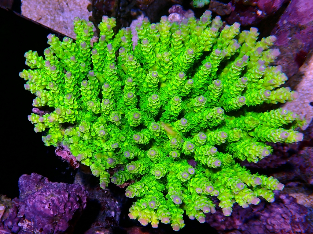 海水魚・サンゴ入荷情報 | イーストアフリカ 海水魚/無脊椎 入荷 海水魚・サンゴ入荷情報 | イーストアフリカ 海水魚/無脊椎 入荷