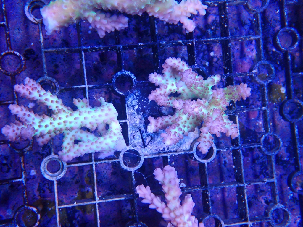 イーストアフリカ 海水魚/無脊椎 入荷・特売情報