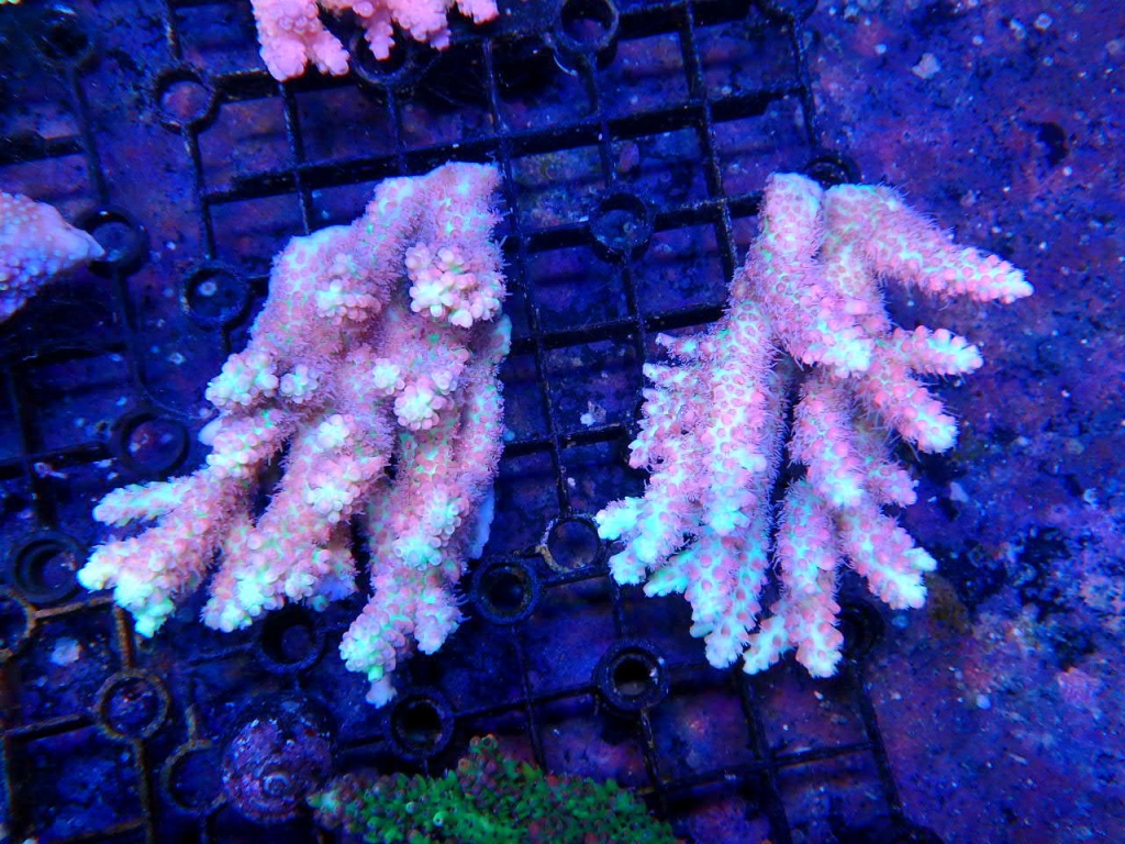 No.01 トンガ産フトトゲサンゴ ピンク SPS ハードコーラル SPS サンゴ