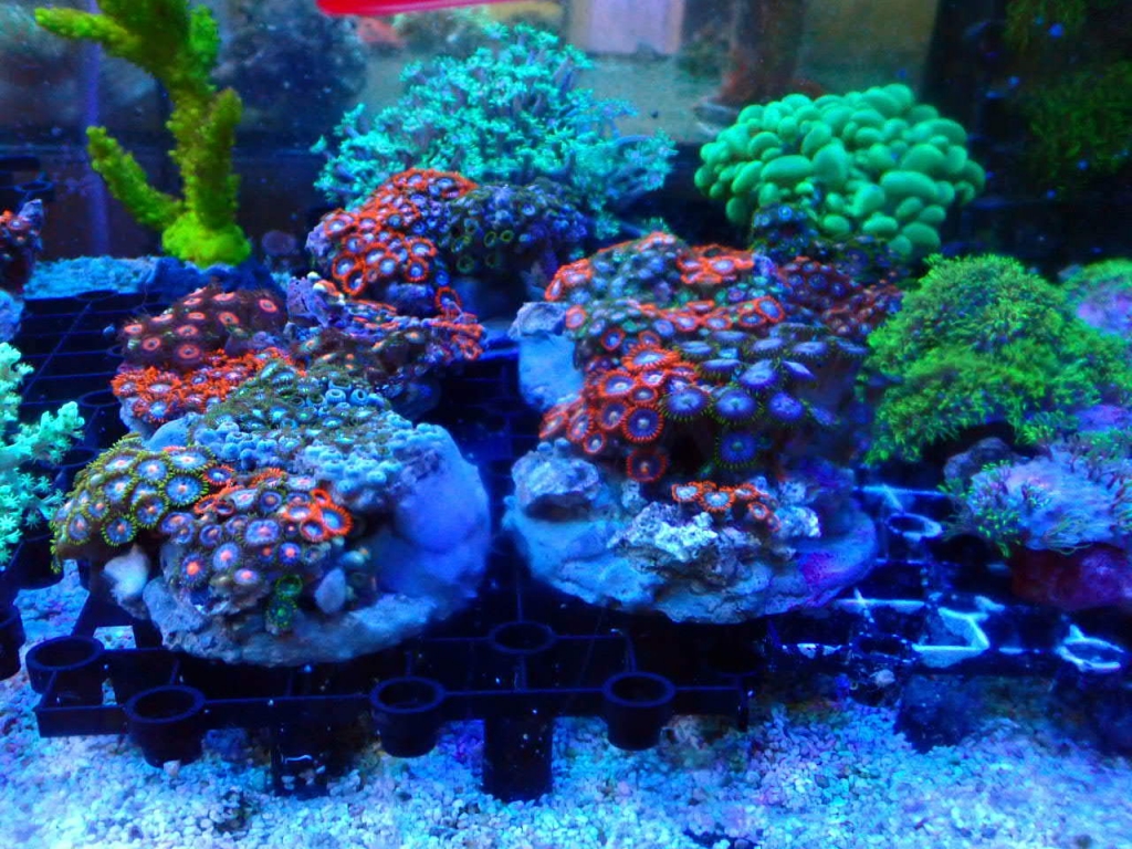 海水魚・サンゴ入荷情報 | イーストアフリカ 海水魚/無脊椎 入荷・特売情報