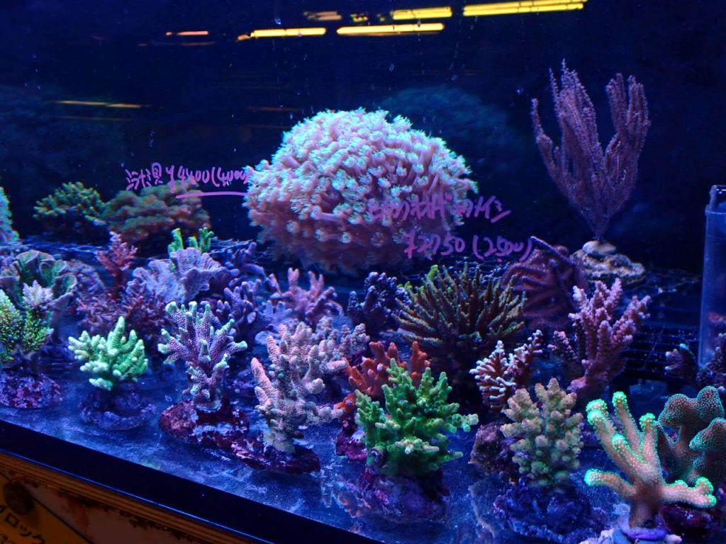 サンゴ　海水魚 海水魚・サンゴ入荷情報 | イーストアフリカ 海水魚/無脊椎 入荷・特売情報