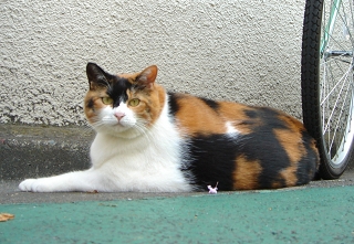 久々のデブ猫ちゃん | Bag's Kco Gymブログ