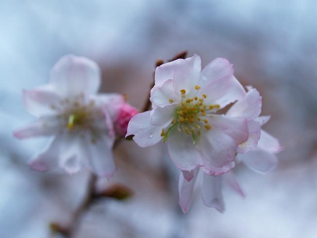 冬桜&紅葉~♪ | 若泉茶房