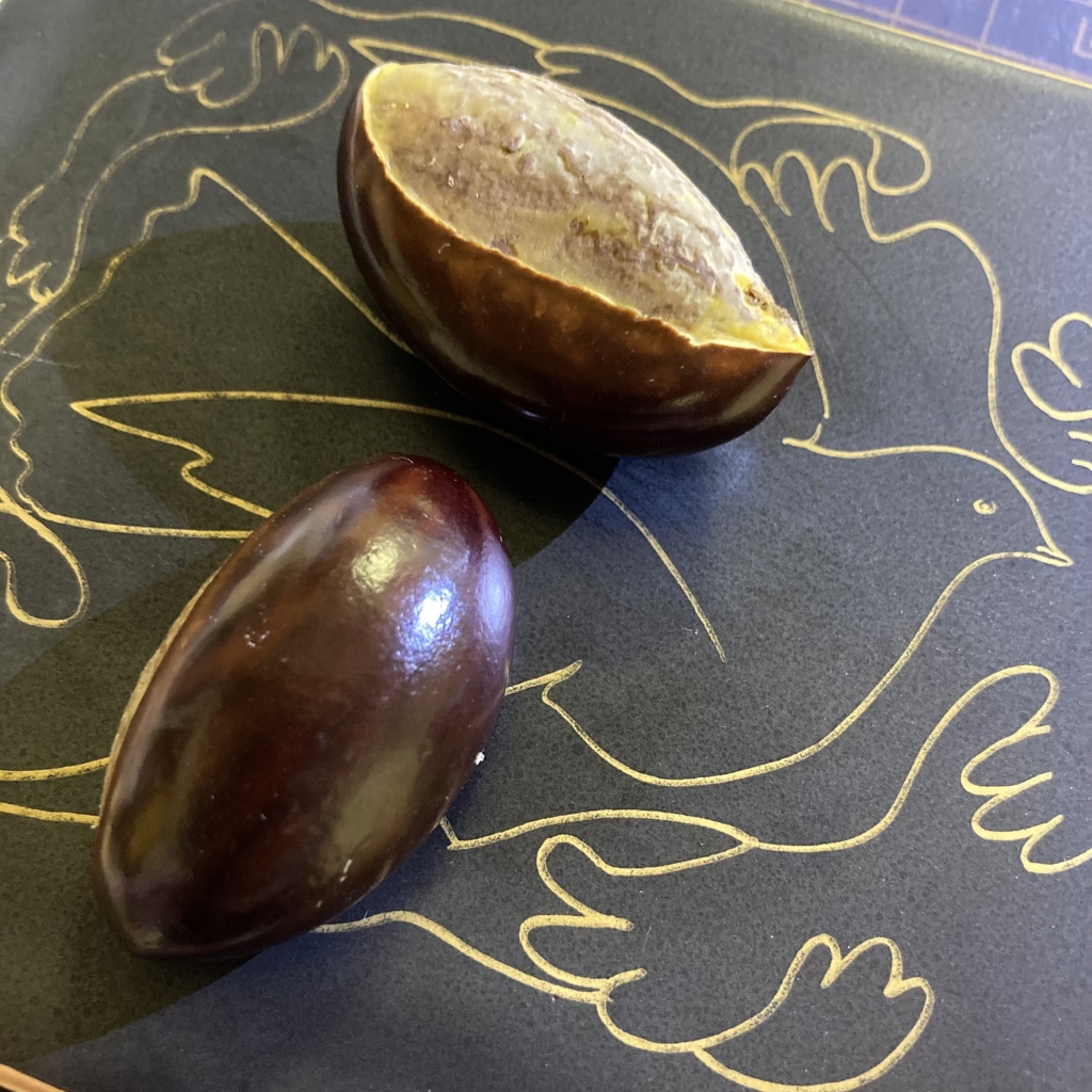 沖縄土産の果物「カニステル」が発芽した！】 | 上小田井の