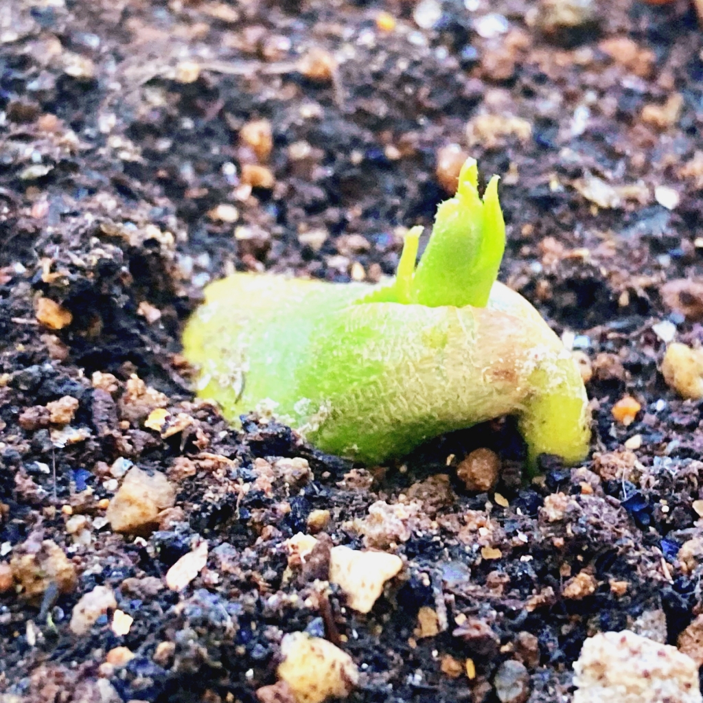 沖縄土産の果物「カニステル」が発芽した！】 | 上小田井の