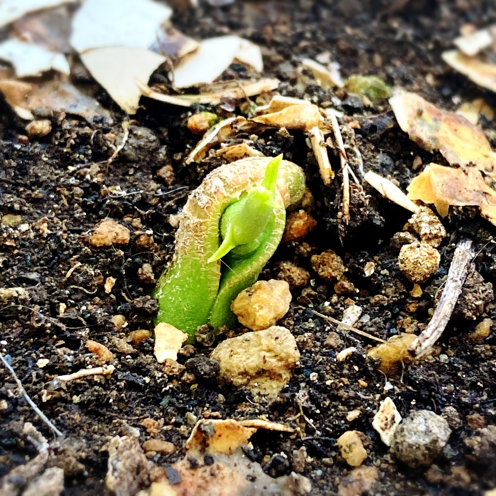 沖縄土産の果物「カニステル」が発芽した！】 | 上小田井の