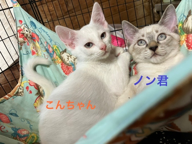 ふわふわ子猫ちゃん❤️エキゾチック❤️生後2ヶ月ベビー(*´艸｀*)❤️