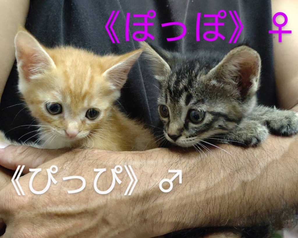 To LOVEる ナナ キーホルダー 55個限定 当選品 最終値（SHOWROOM