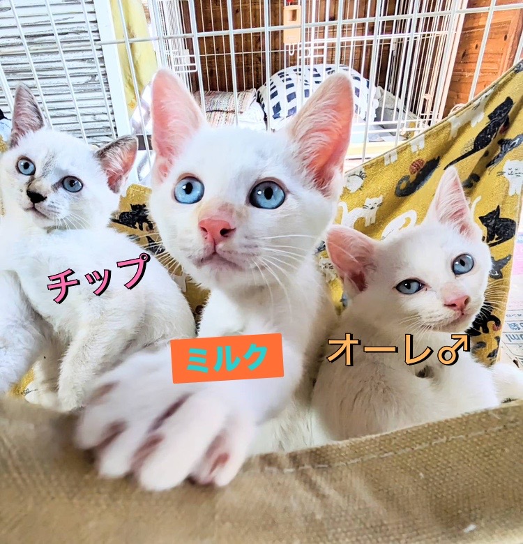 賢そうなモノクロワンワン ぬいぐるみ アーティストベア ハンドメイド