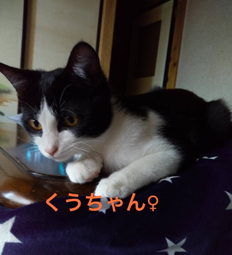 たかりん様専用シュシュ 宮城県 犬猫里親探しの会 バトンタッチ たかりん様専用シュシュ 宮城県 犬猫里親探しの会 バトンタッチ