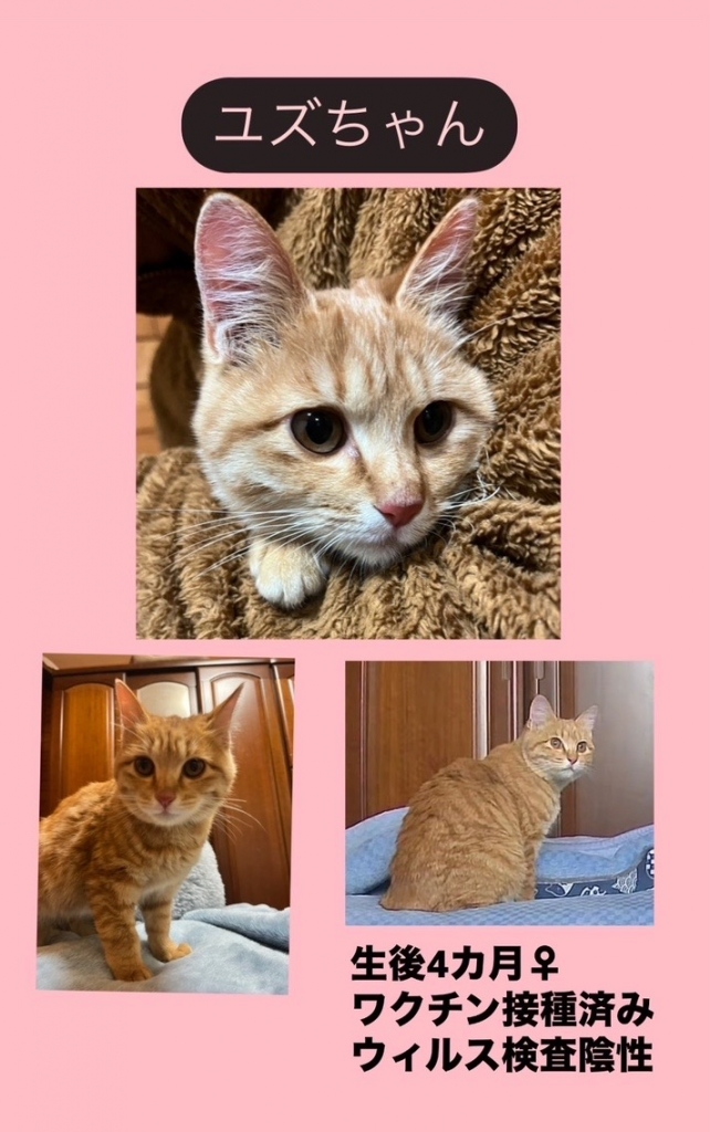 じゃれねこチャンとふわふわシュシュサバトラ