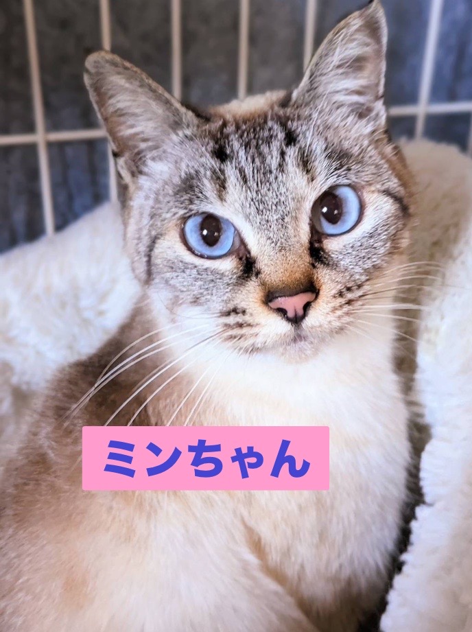 ねこのこどもたち キジシロちゃんのたからもの ＊ ハンドメイド 猫 